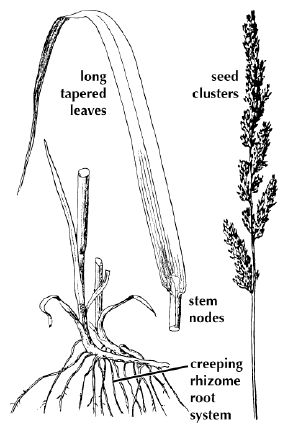 Reed Canary Grass Reed Canary Grass